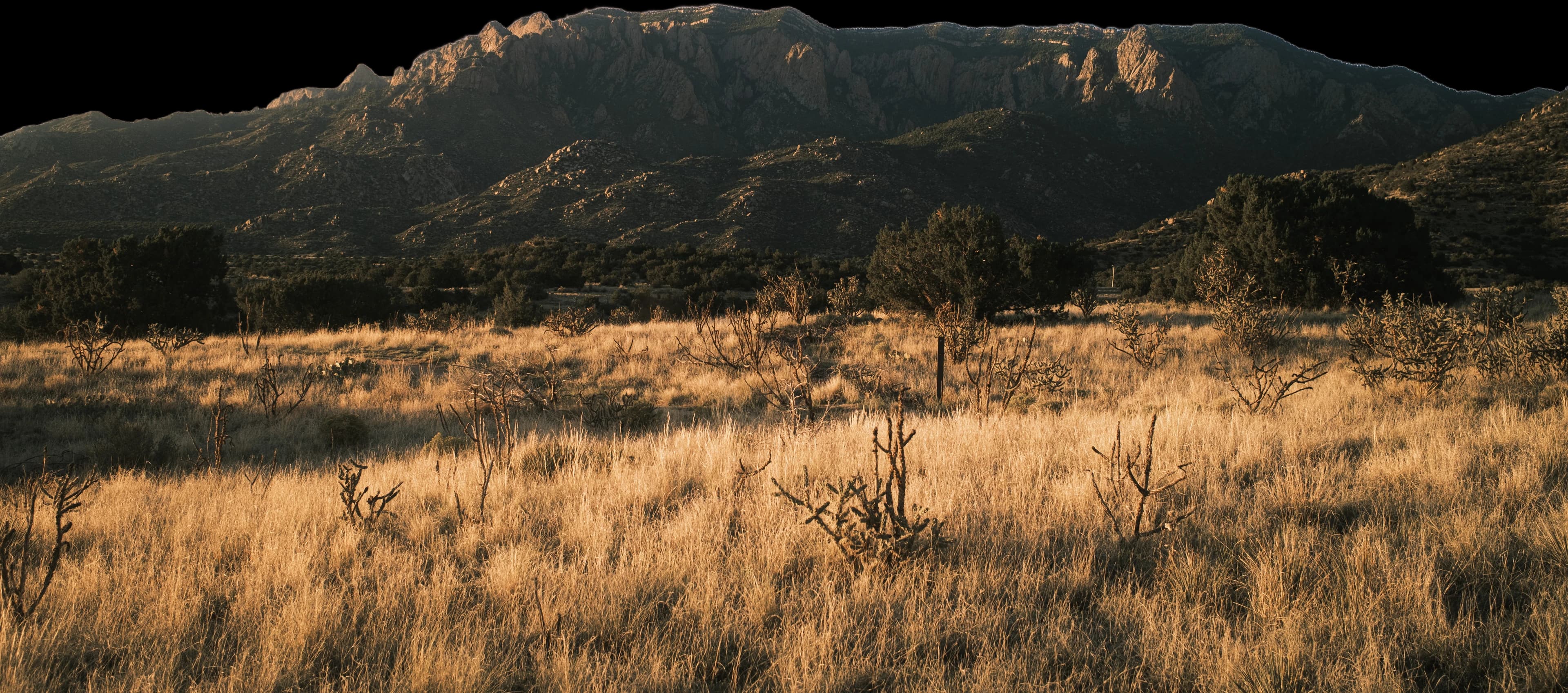 The Sandia mountains at dusk, high desert grass in the foreground